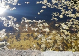 Teichreinigung Teich reinigen Schwamm absaugen entfernen entsorgen Seerosen Folie abdichten Allessauber