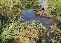 Teichreinigung Teich reinigen Schwamm absaugen entfernen entsorgen Wasserpflanzen Folie abdichten Allessauber