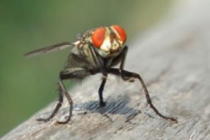 Wadenstecher Stechfliege Fliegenbekämpfung Kosten Kammerjäger Schädlingsbekämpfung Allessauber