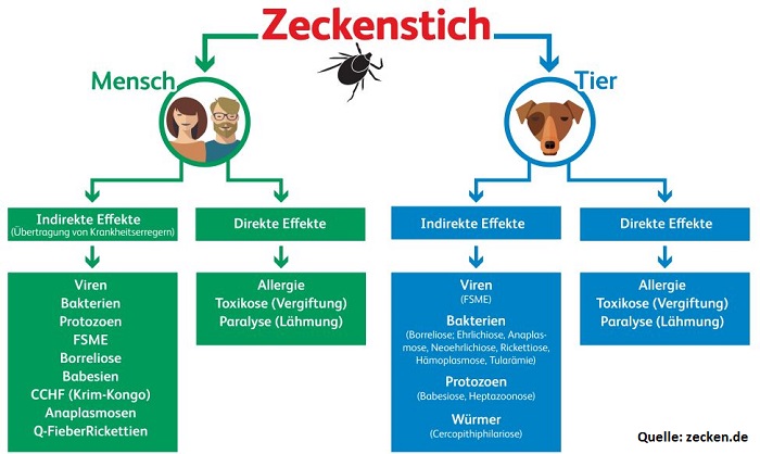 Warum können Zecken so gefährlich sein Kammerjäger Schädlingsbekämpfung Allessauber