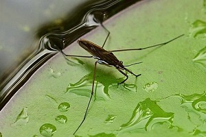 Wasserläufer Wanzen Allessauber Kammerjäger Schädlingsbekämpfung