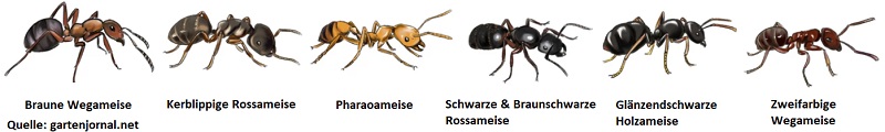 Wegameise Rossameise Holzameise Ameisenbekämpfung Kammerjäger Schädlingsbekämpfung Allessauber