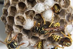 Wespennestentfernung Wespennest entfernen Erdwespen Wespenabwehr Wespennotdienst Allessauber