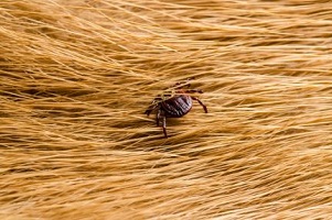 Zeckenbekaempfung Zecke bekaempfen Hunde Kammerjaeger Schaedlingsbekaempfung