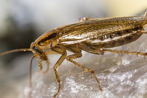 blattella germanica Deutsche Schabe Schabenbekämpfung Schaben bekämpfen töten Kammerjäger Schädlingsbekämpfung Allessauber