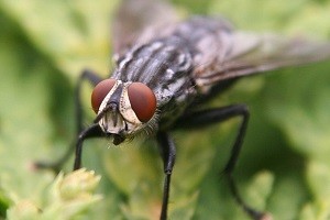 fliegenbekaempfung fliege bekaempfen abwehr schaedlingsbekaempfung kammerjaeger allessauber