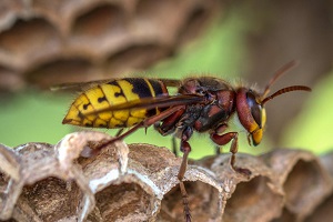 Hornissenbekämpfung Hornisse bekämpfen Kosten Schädlingsbekämpfung Kammerjäger Allessauber