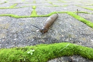 schneckenbekaempfung schnecke bekaempfen abwehr schaedlingsbekaempfung kammerjaeger allessauber