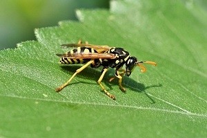 wespenbekaempfung wespen bekaempfen abwehr schaedlingsbekaempfung kammerjaeger allessauber